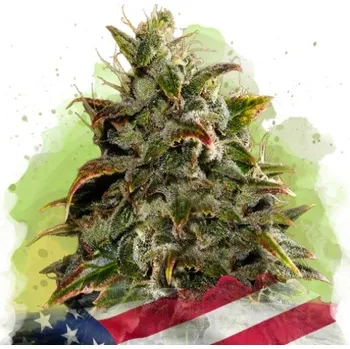 Semeno Nirvana - Gelato Auto 5 ks