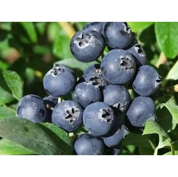 Sazenice Kanadská borůvka 'Aino' Balení: kontejner p18