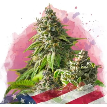 Semeno Nirvana - Girl Scout Cookies 5 ks