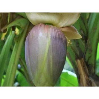 Sazenice Japonský banánovník Balení: kontejner p15