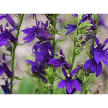 Sazenice Lobelka 'Starship Blue' - Lobelia speciosa 'Starship Blue' Balení: kontejner p15