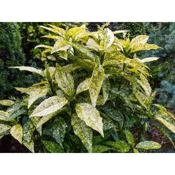 Sazenice Aukuba japonská 'Crotonifolia' Balení: kontejner p17