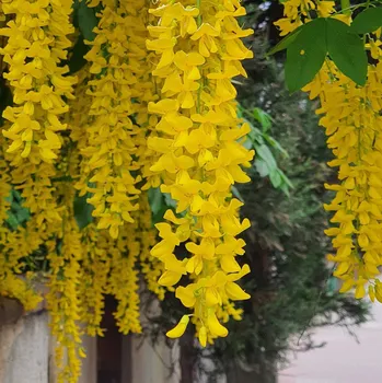 Sazenice Štědřenec obecný 2L