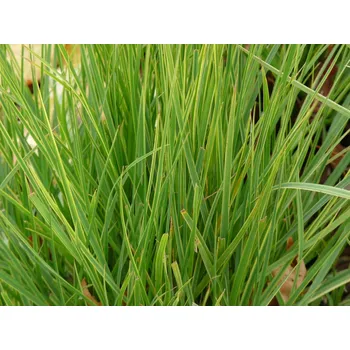 Sazenice Ostřice ošímenská 'Everlime' - Carex oshimensis 'Everlime' Balení: kontejner p17
