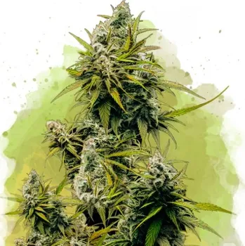 Semeno Nirvana - Lemon OG Haze Auto 10 ks