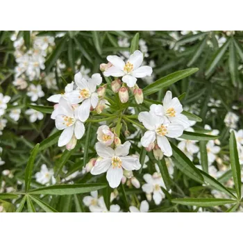 Sazenice Choisie/mexický pomerančovník 'Aztec Pearl' Balení: kontejner p23