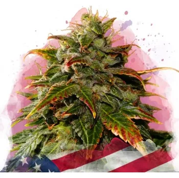 Semeno Nirvana - Gelato 5 ks