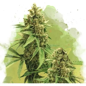 Semeno Nirvana - Big Bud Auto 5 ks