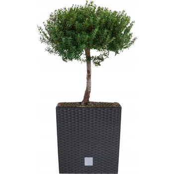 Květináč Plast Květináč černý, Botle 40 cm x 40 x 40,8 cm