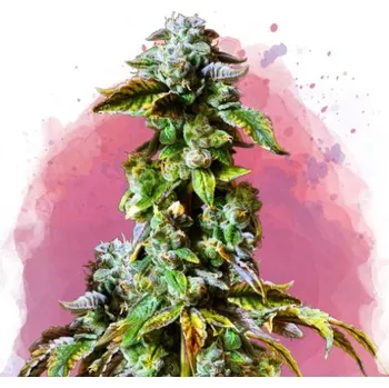 Semeno Nirvana - Durban Poison 5 ks