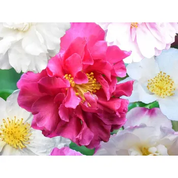 Sazenice Kamélie sazanka - různé barvy Balení: kontejner p15