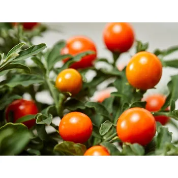 Sazenice Lilek ozdobný - Solanum pseudocapsicum Balení: kontejner p12