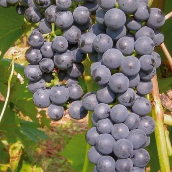 Sazenice Révy vinné Marechal Foch 2L