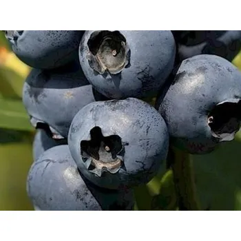 Sazenice Kanadská borůvka 'Arto' Balení: kontejner p18