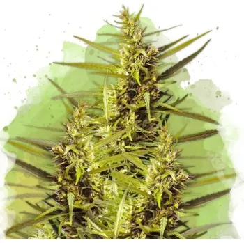 Semeno Nirvana - Blueberry Kush Auto 10 ks