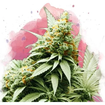 Semeno Nirvana - Big Bud 5 ks