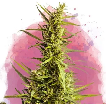 Semeno Nirvana - AK-48 10 ks