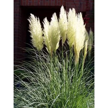 Sazenice Pampová tráva 'Junior' - Cortaderia selloana 'Junior' Balení: kontejner p19