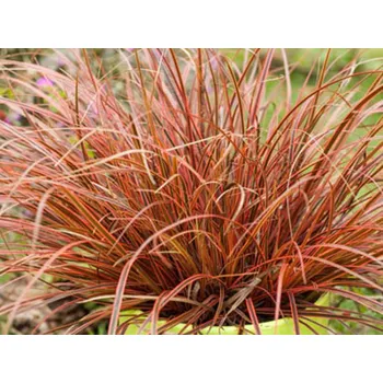 Sazenice Australská ohnivá tráva Balení: kontejner p19