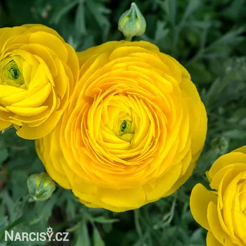 Cibulovina Ranunculus - Pryskyřník Žlutý .: 10 ks