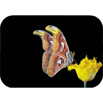 Koupelnová předložka KOUPELNOVÁ PŘEDLOŽKA PROTISKLUZOVÁ 40x60 OBDÉLNÍKOVÁ RYCHLESCHNOUCÍ ROHOŽKA