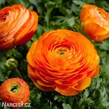 Cibulovina Ranunculus - Pryskyřník Oranžový .: 10 ks