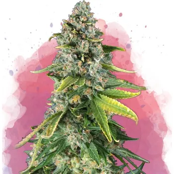 Semeno Nirvana - Skunk #1 5 ks