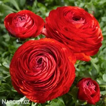 Cibulovina Ranunculus - Pryskyřník Červený .: 10 ks