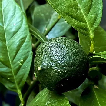 Vonný olej Éterický olej Limetka PROFI 1000g (1138,95ml)