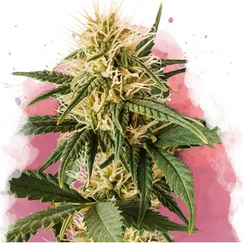 Semeno Nirvana - PPP (Pure Power Plant) 10 ks