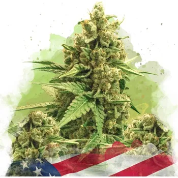 Semeno Nirvana - Original Glue Auto 5 ks