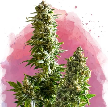 Semeno Nirvana - Master Kush 10 ks