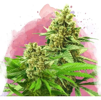 Semeno Nirvana - Somango XXL 5 ks