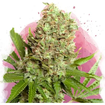 Semeno Nirvana - White Widow 5 ks