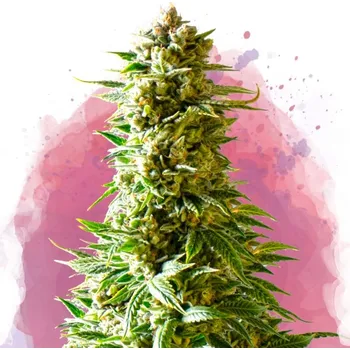 Semeno Nirvana - Northern Lights 5ks