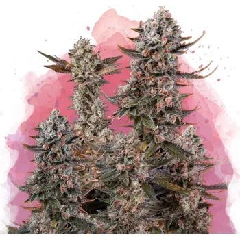 Semeno Nirvana - Lithium OG Kush 5 ks