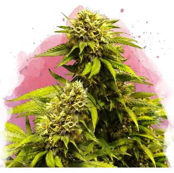 Semeno Nirvana - Super Skunk 5 ks