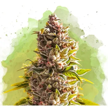 Semeno Nirvana - Northern Lights Auto 3 ks