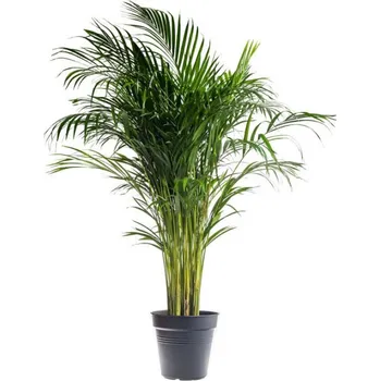 Sazenice Areka, Areca lutescens, vysoká 120 - 150 cm, průměr květináče 24 cm