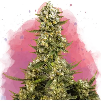 Semeno Nirvana - Super Silver Haze 5 ks