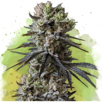 Semeno Nirvana - Lithium OG Kush Auto 5 ks