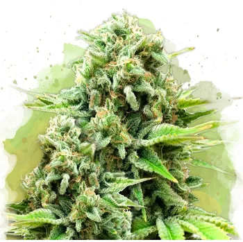 Semeno Nirvana - White Widow Auto 5 ks