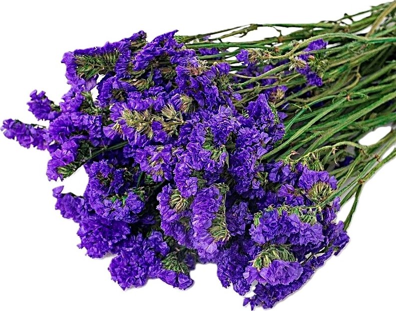 Limonium sinuatum stabilizovaná modrá