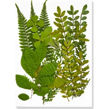 Obraz Dekorativní lisované listy zalité v pryskyřici Obdélníkový tvar Přírodní sušené listy Ručně vyráběná pryskyřicová dekorace