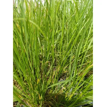 Semeno Dochan psárkovitý 'Foxtrot'