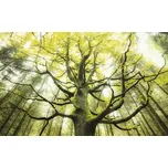 Fototapeta vliesová SHX9-020 Der Traumbaum 450x280 cm