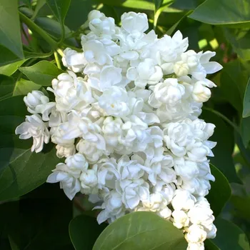 Sazenice ŠEŘÍK KEŘOVÝ ´PAMIEĆ O KOLESNIKOWIE´ kont. 2L