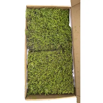 umělá květina Stabilizovaný mech - Hypnum plumaeforme Wilson – sv.zelená, 0,24 m2