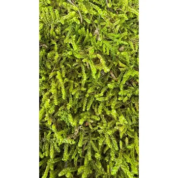 umělá květina Stabilizovaný mech - Hypnum plumaeforme Wilson. karton - sv. zelená,1,92 m2