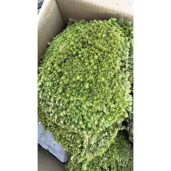 umělá květina Stabilizovaný mech - ball moss, Leucobryum scabrum Sande, karton - zelená, 1,8 m2